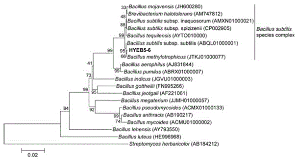Euonymus japonicus endophytic bacterium bacillus methylotrophicus and application thereof