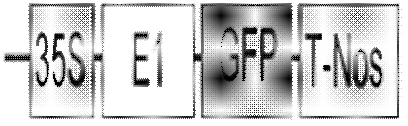 Soybean growth period E1 gene and encoding protein of soybean growth period E1 gene