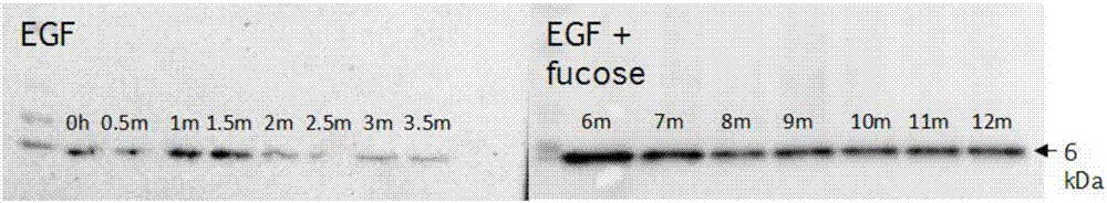 Application of fucoidan for enhancing storage stability of biological peptides