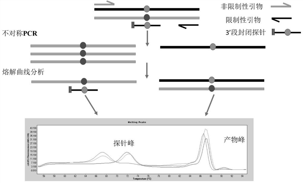 ALDH2 gene polymorphism detection kit and detection method