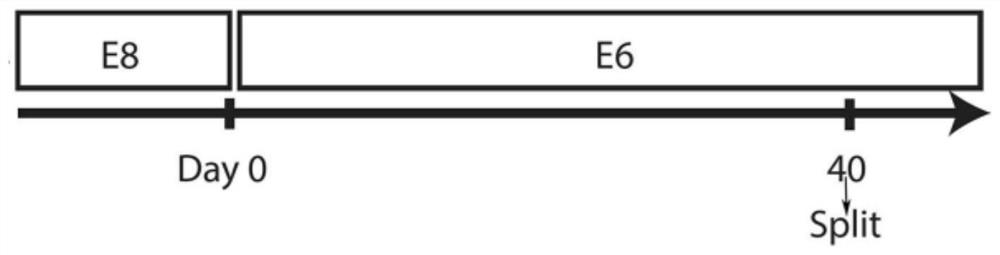 Corneal epithelial cells and corneal stent as well as preparation method and application thereof