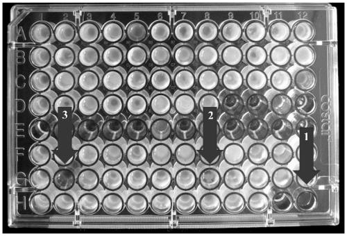 Microorganisms, methods and kits for promoting the growth, photosynthesis and secretion of ciguatoxin of Gambia algae