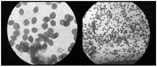 Microorganisms, methods and kits for promoting the growth, photosynthesis and secretion of ciguatoxin of Gambia algae