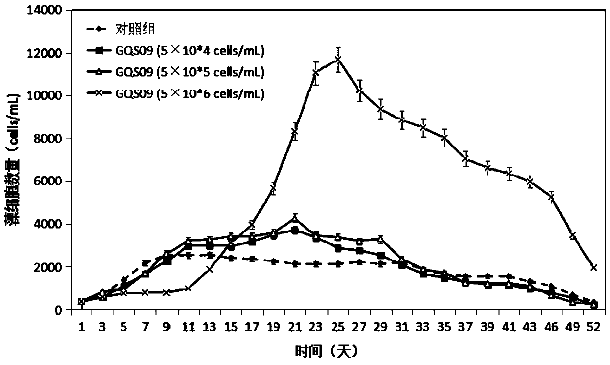 Microorganisms, methods and kits for promoting the growth, photosynthesis and secretion of ciguatoxin of Gambia algae