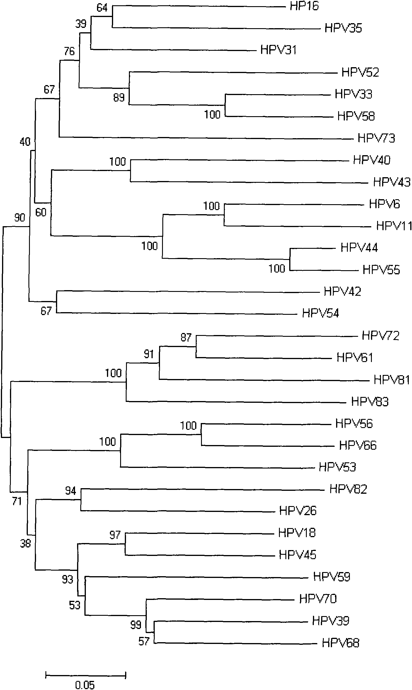 Human papillomavirus HPV DNA fragment, specific primer and application thereof