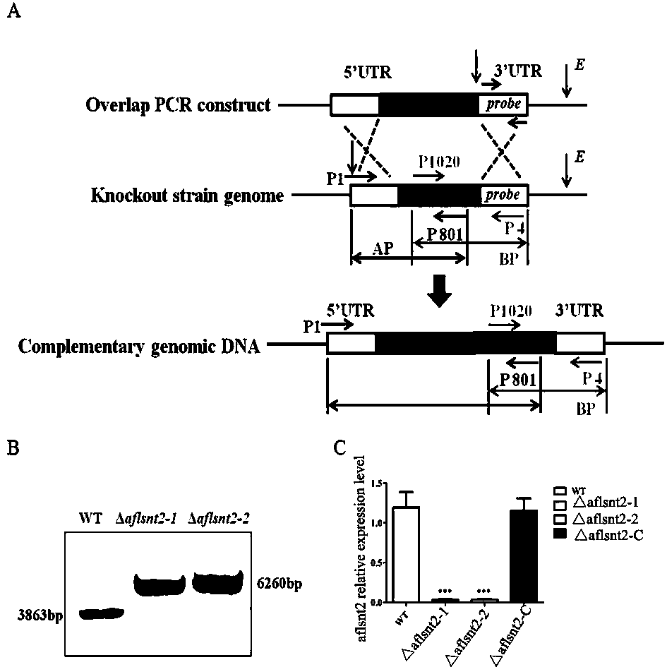 Strain Delta Aflsnt2 which does not produce aflatoxin and application in aspergillus flavus prevention and control