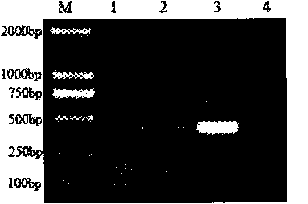 Pig small intestine epithelial cell line and construction method thereof