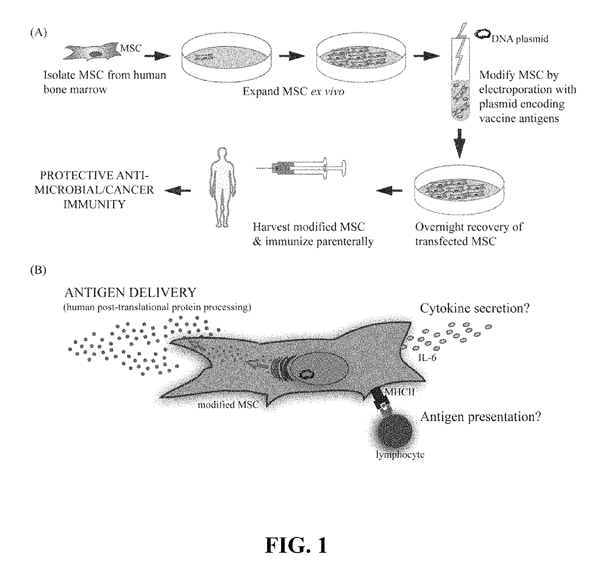 Primary mesenchymal stem cells as a vaccine platform