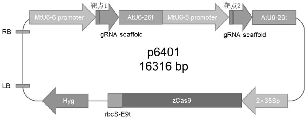Alfalfa CRISPR/Cas9 genome editing system and application thereof