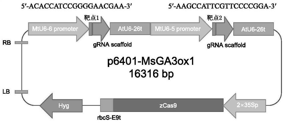 Alfalfa CRISPR/Cas9 genome editing system and application thereof