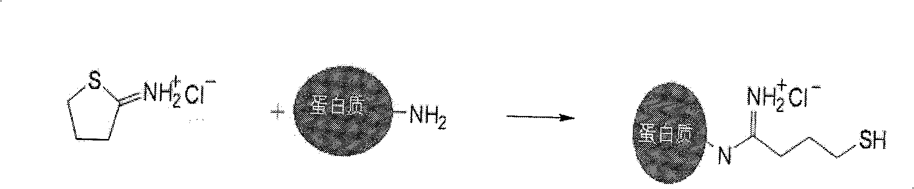 Method for covalent coupling protein on amino magnetic bead surface