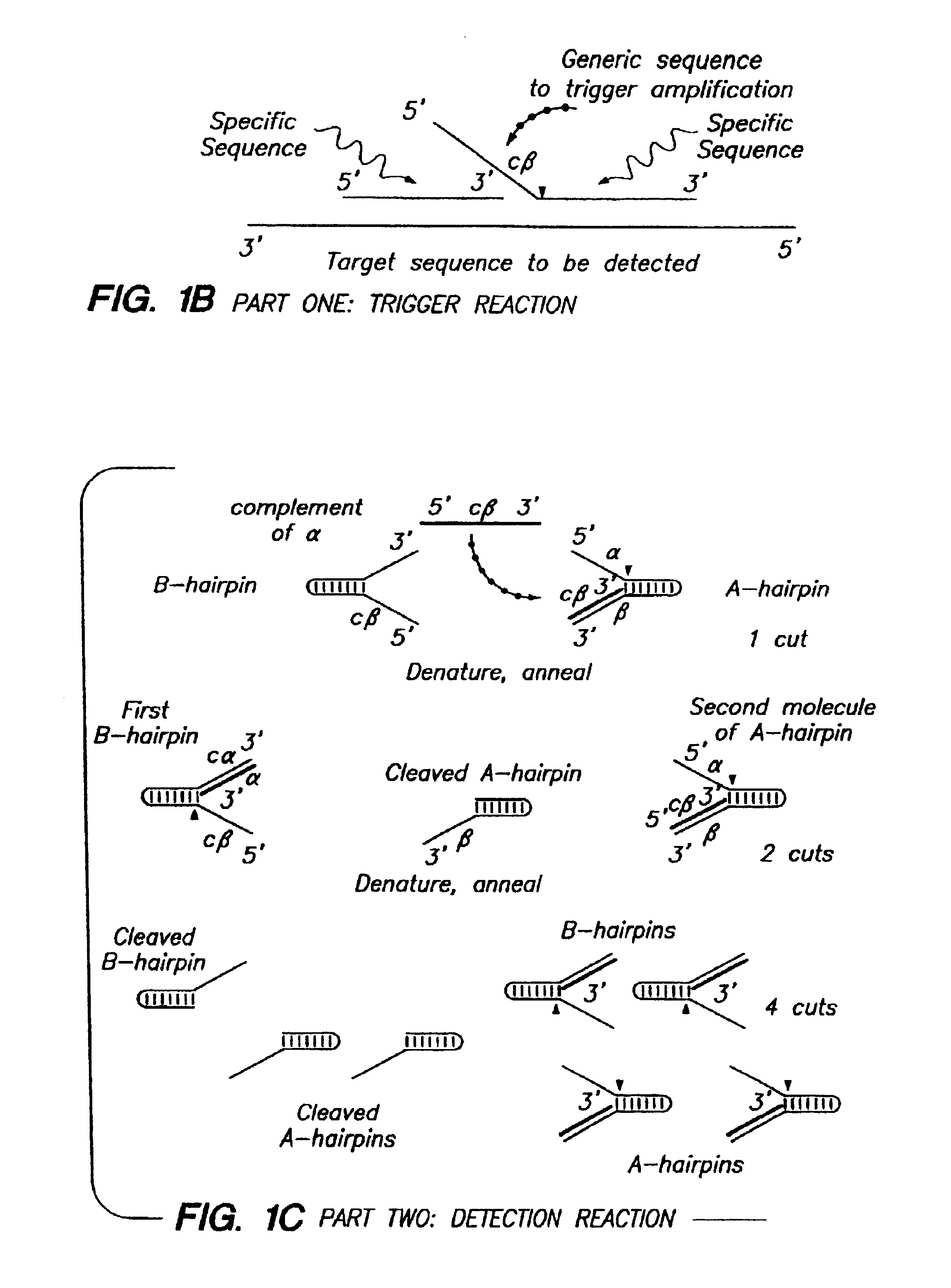 Systems for the detection of target sequences