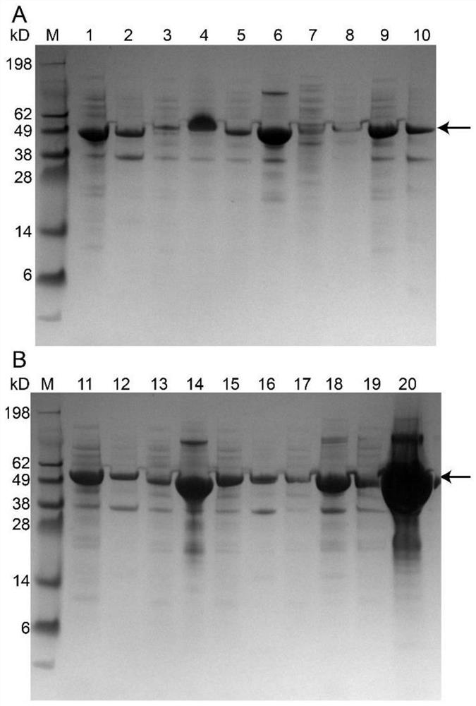 Escherichia coli for expressing tyrosine phenol lyase active inclusion body and application of escherichia coli