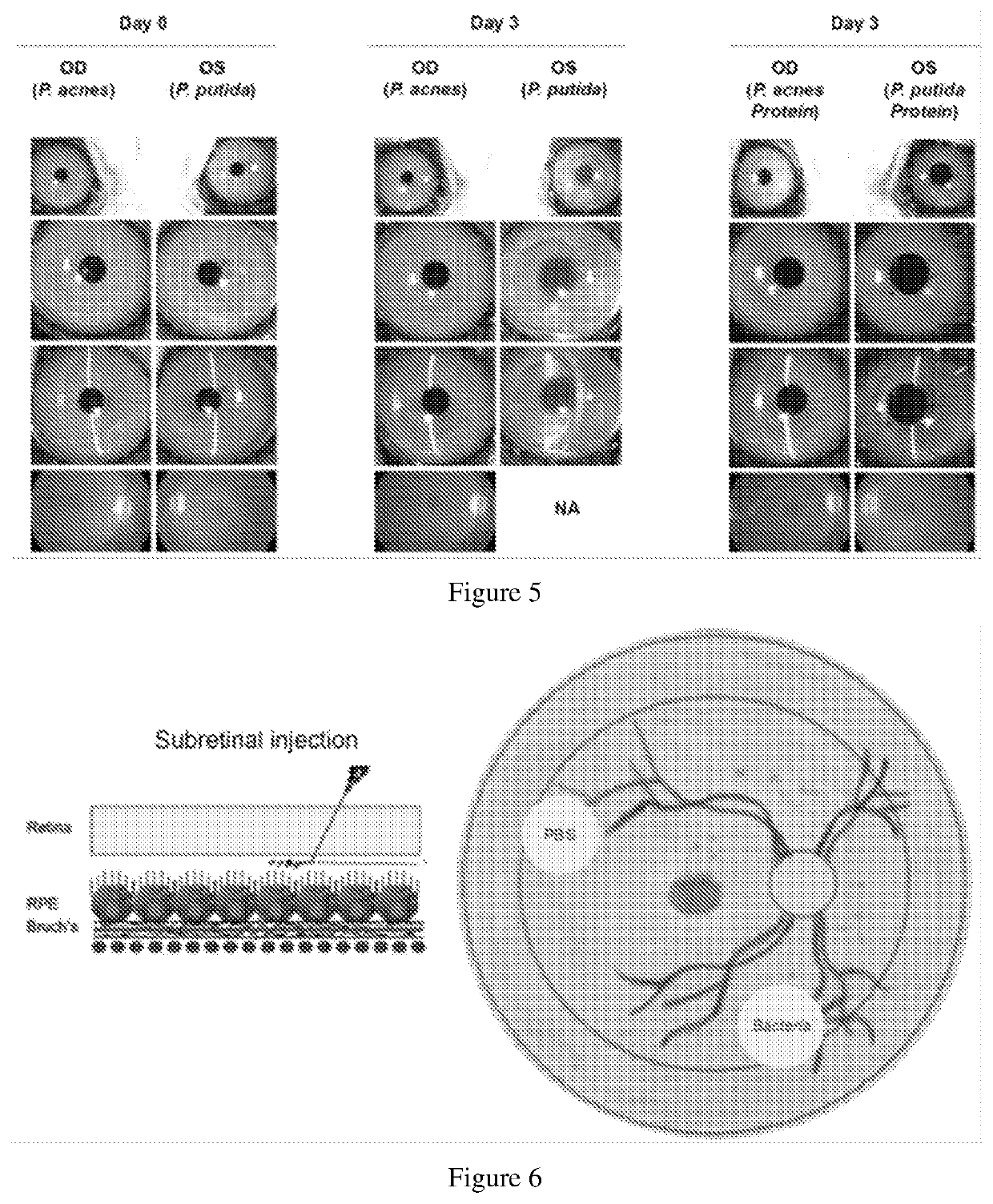 Animal models, screening methods, and treatment methods for intraocular diseases or disorders