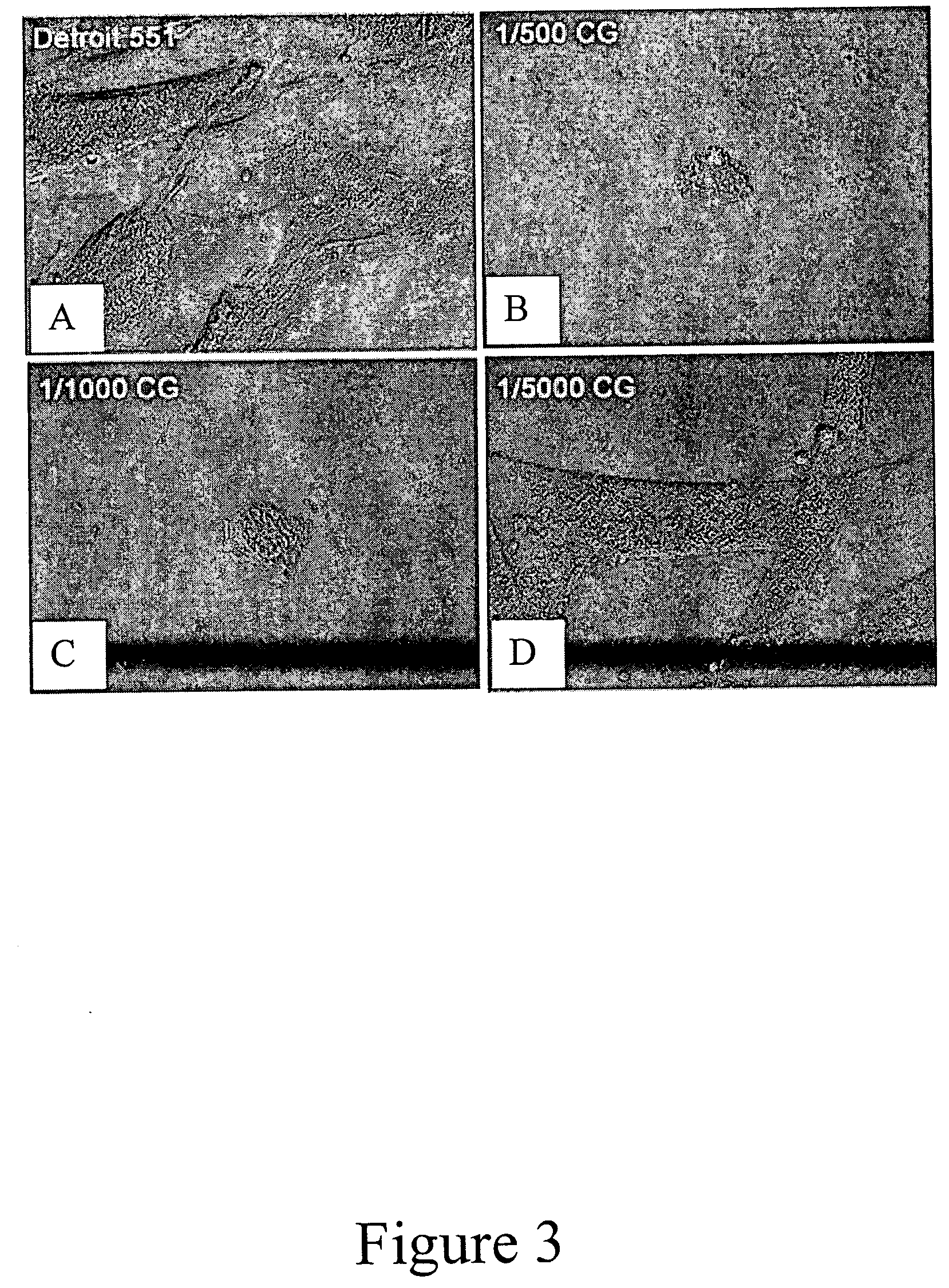 Use of abietic acid and derivatives thereof for inhibiting cancer