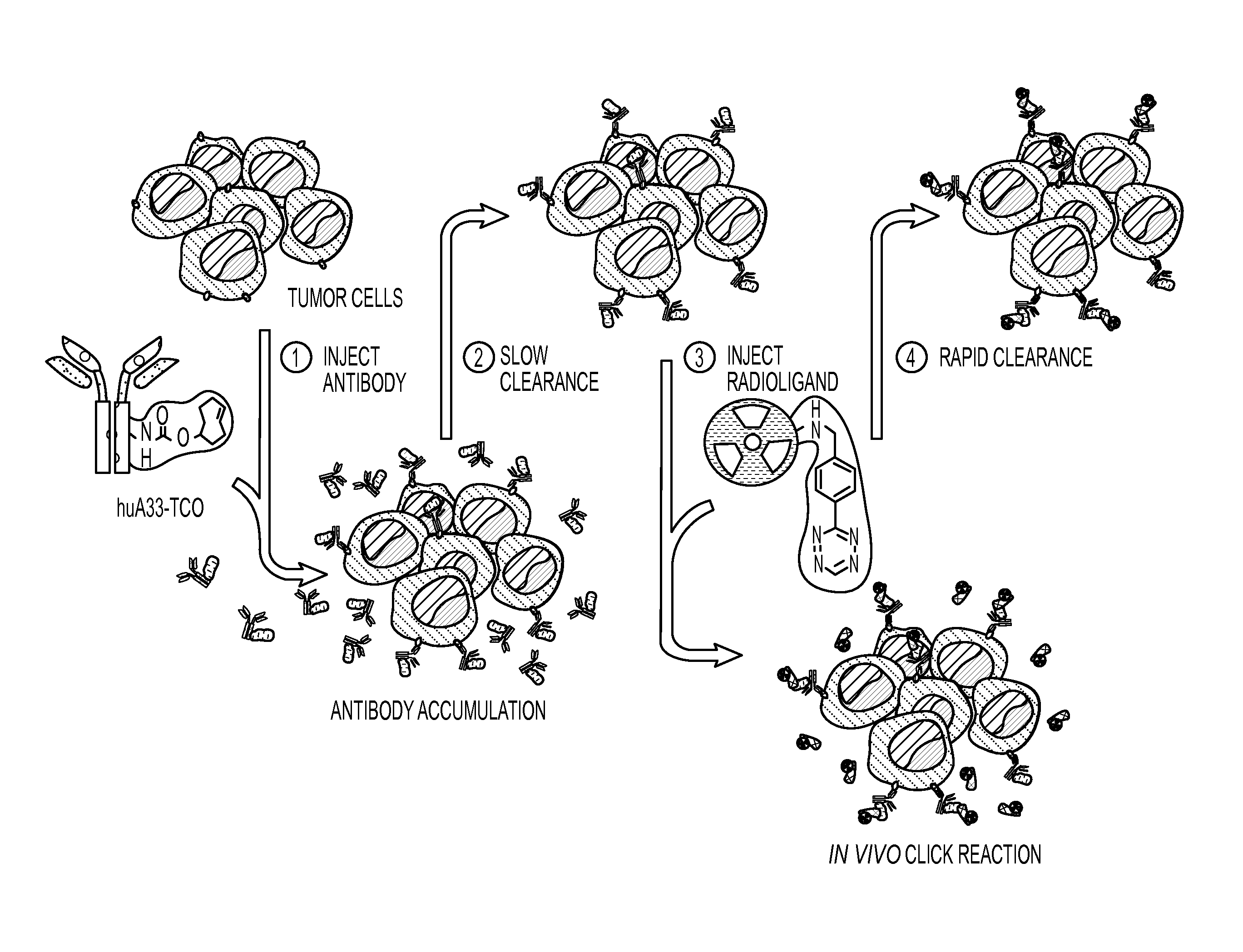 Radioligands for pretargeted pet imaging and methods of their therapeutic use