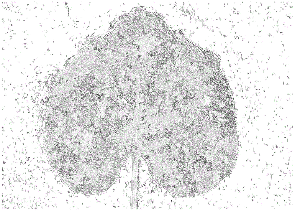 Method and system for obtaining leaf disease degree in open field environment