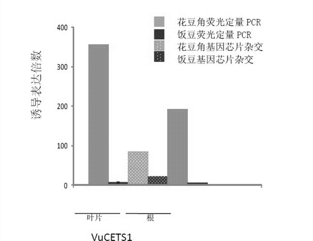 Method for testing drought tolerances of vigna unguiculata type I and vigna unguiculata type II by fluorogenic quantitative PCR (polymerase chain reaction), diagnostic genes and primers
