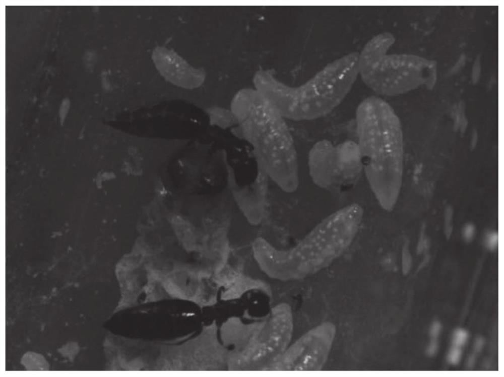 Method for breeding scleroderma guani by using prepupae of Stenocephus fraxini Wei as hosts and application