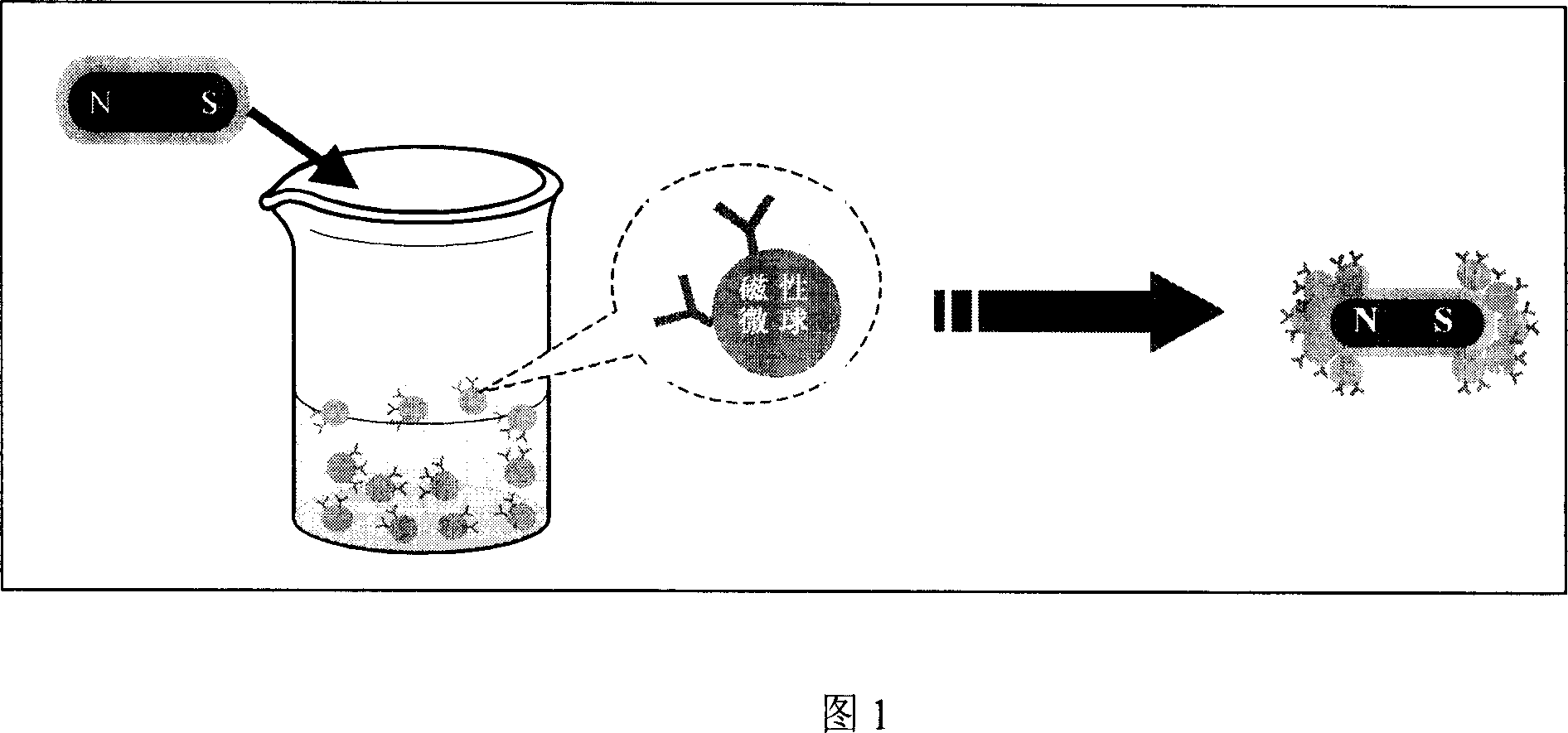 Functional magnetic separating rod and its making method