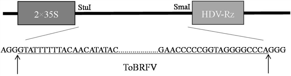 Infectious cloning vector of tomato brown wrinkled fruit virus and its construction method and application