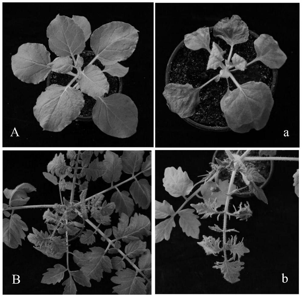 Infectious cloning vector of tomato brown wrinkled fruit virus and its construction method and application