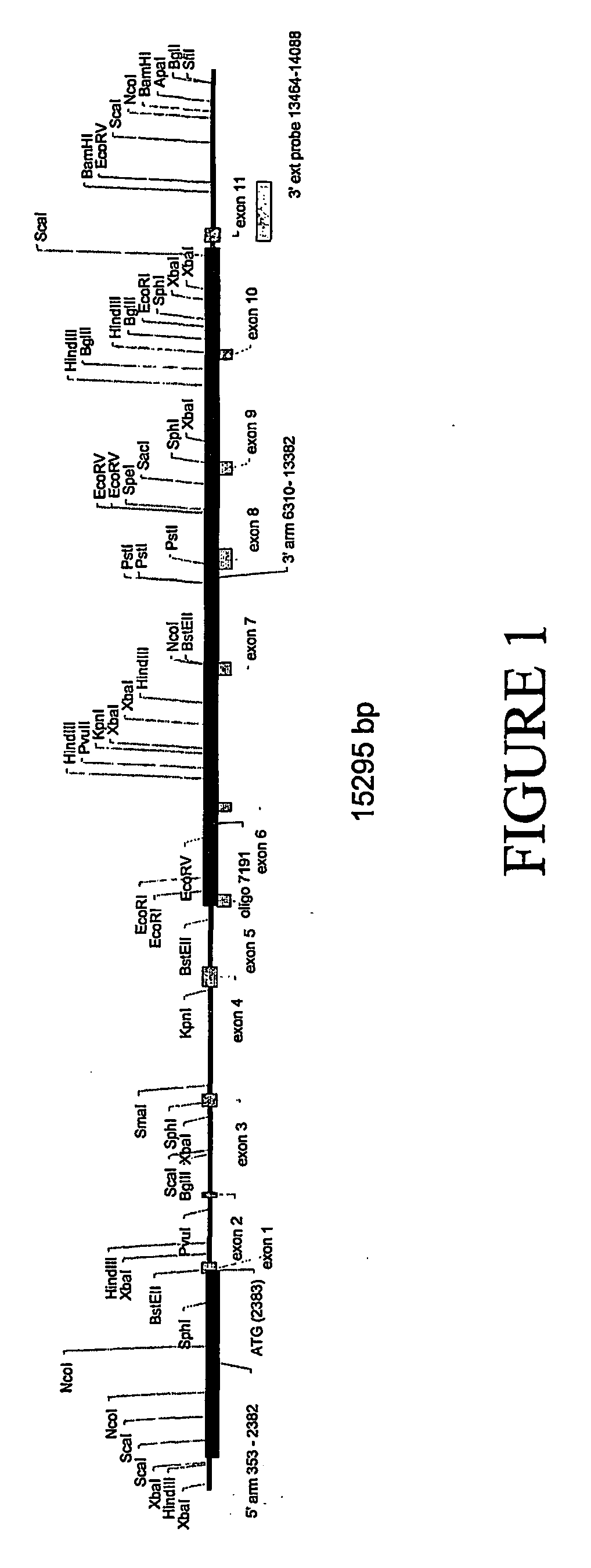 Transgenic non-human animals for pharmacological and toxicological studies