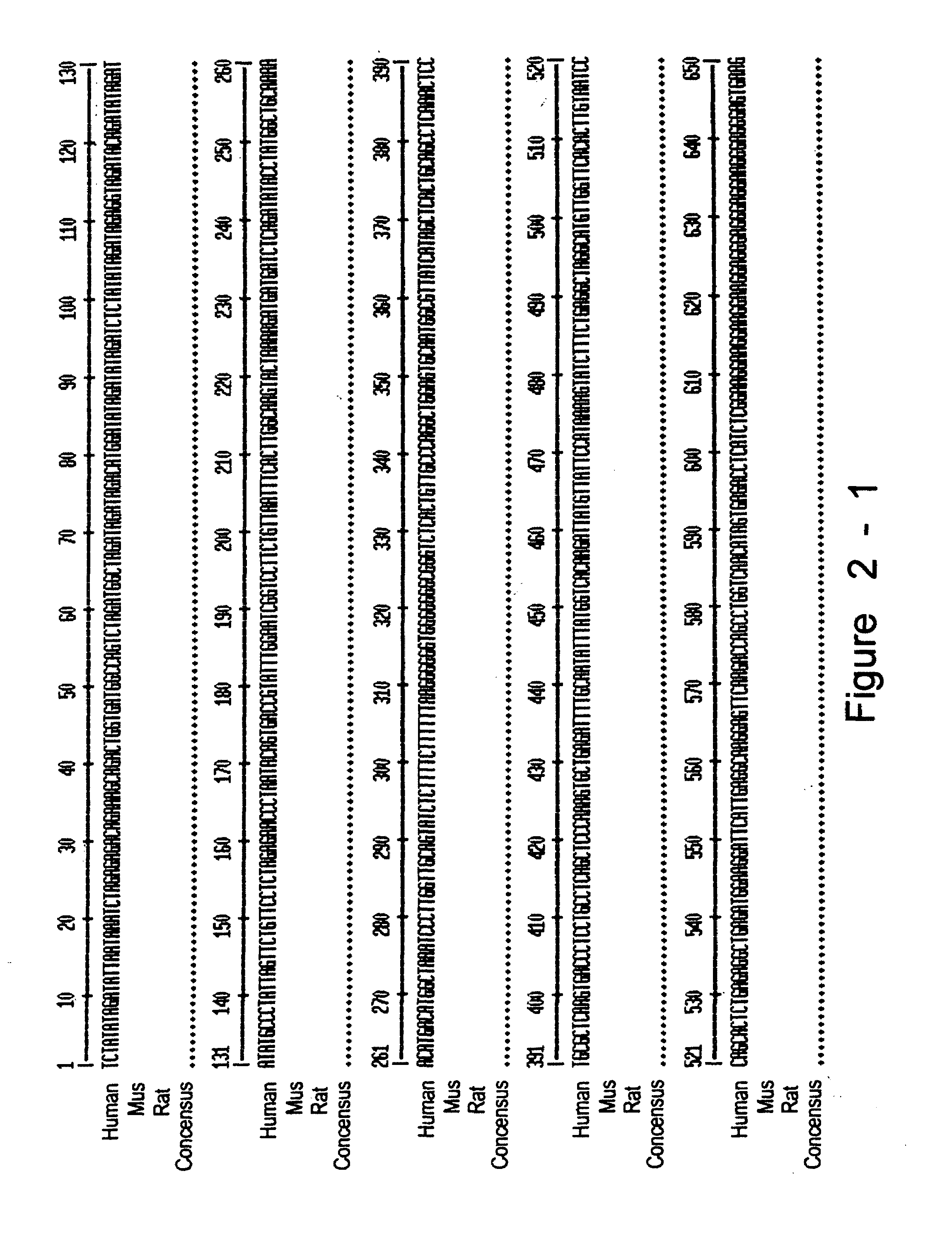 Juvenile hemochromatosis gene (HFE2A), expression products and uses thereof