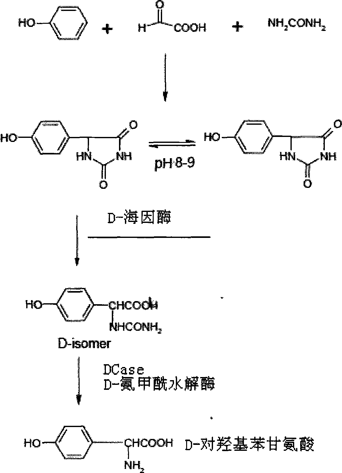 Mutant of D-carbamyl hydrolysis enzyme and application thereof