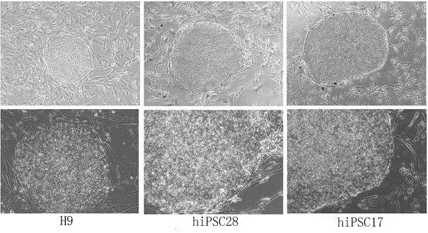 Method for efficiently inducing reprogramming of human body cells into pluripotent stem cells