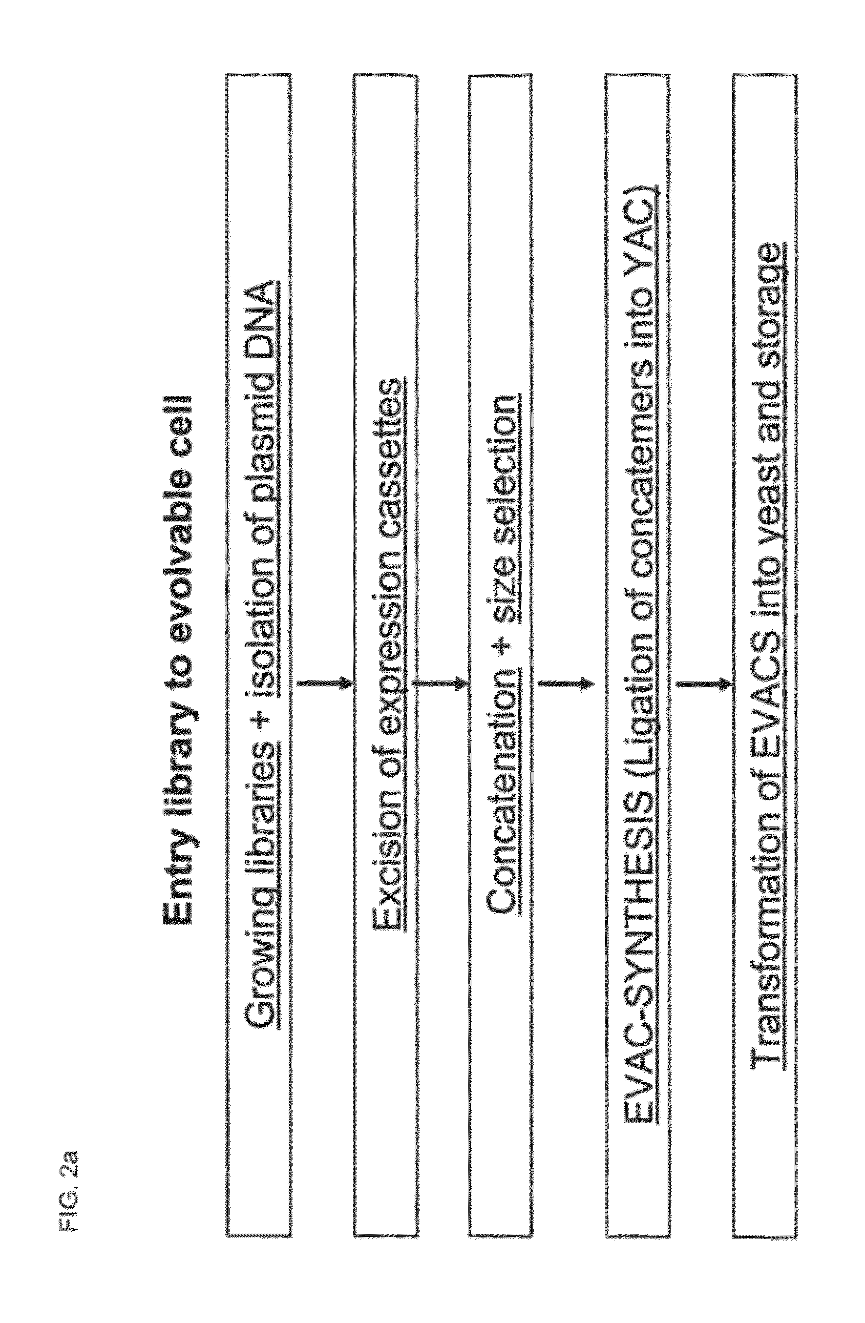 Library of a Collection of Cells