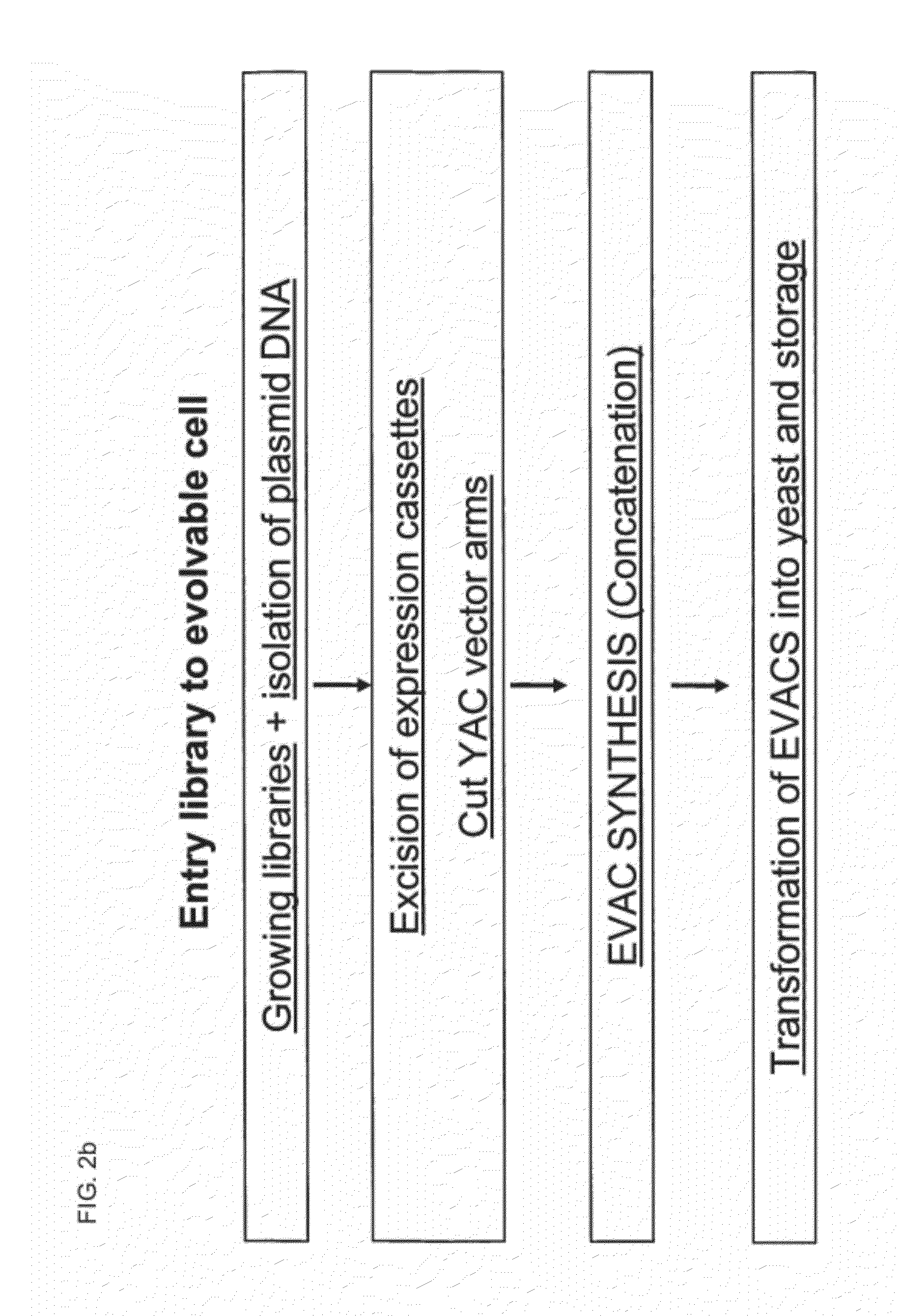 Library of a Collection of Cells