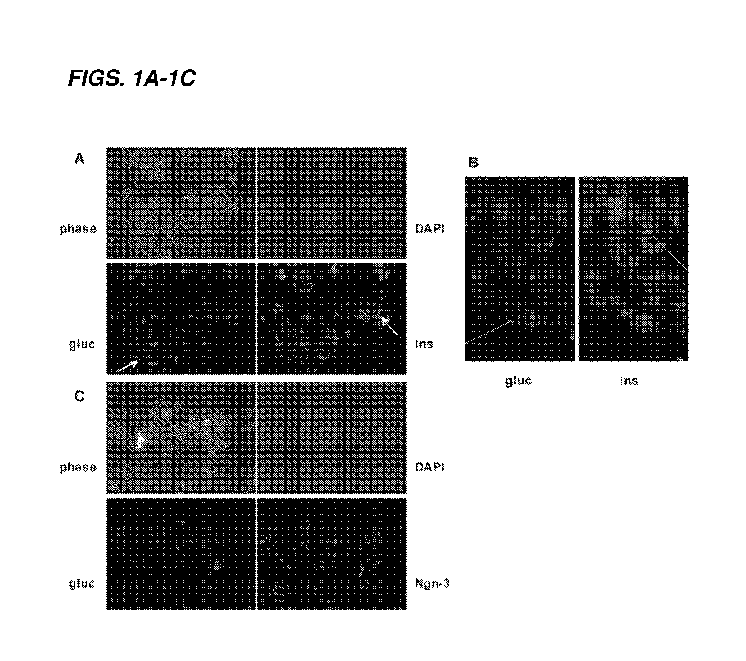 Methods for producing pancreatic precursor cells and uses thereof