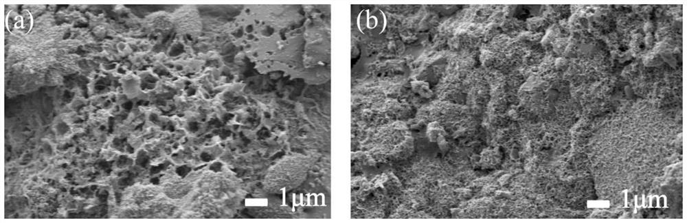 Porous biological filler for purifying polluted seawater as well as preparation method and application of porous biological filler