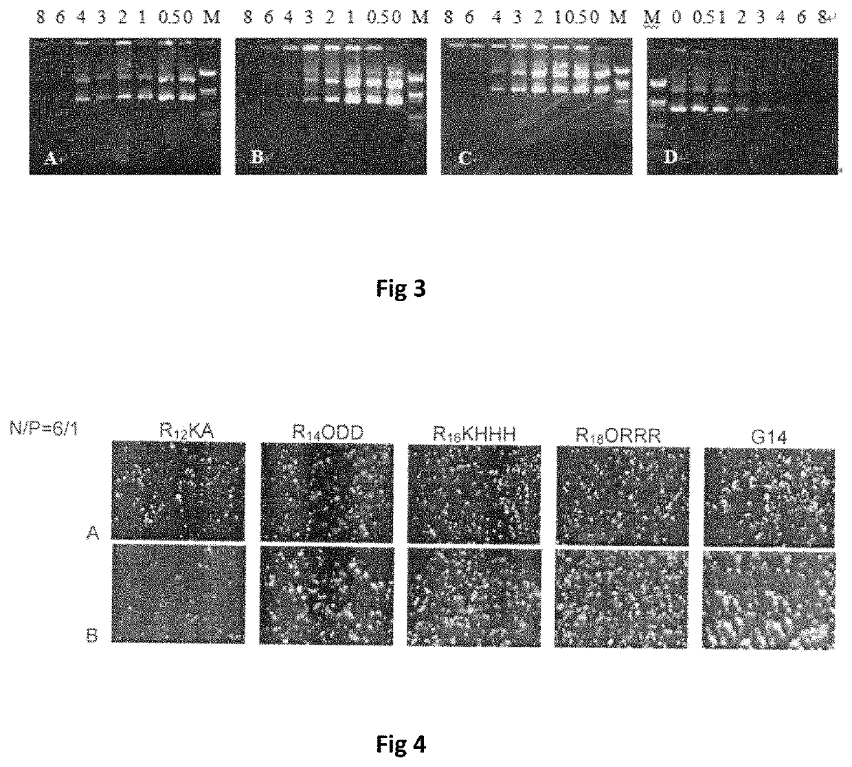 Bis-alkoxyl amide alkyl cationic peptide lipids, synthesis method thereof, and application thereof