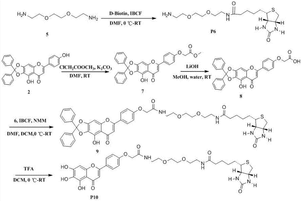 Application of scutellarin biotin-labeled probe and related PKM2 kinase inhibitor