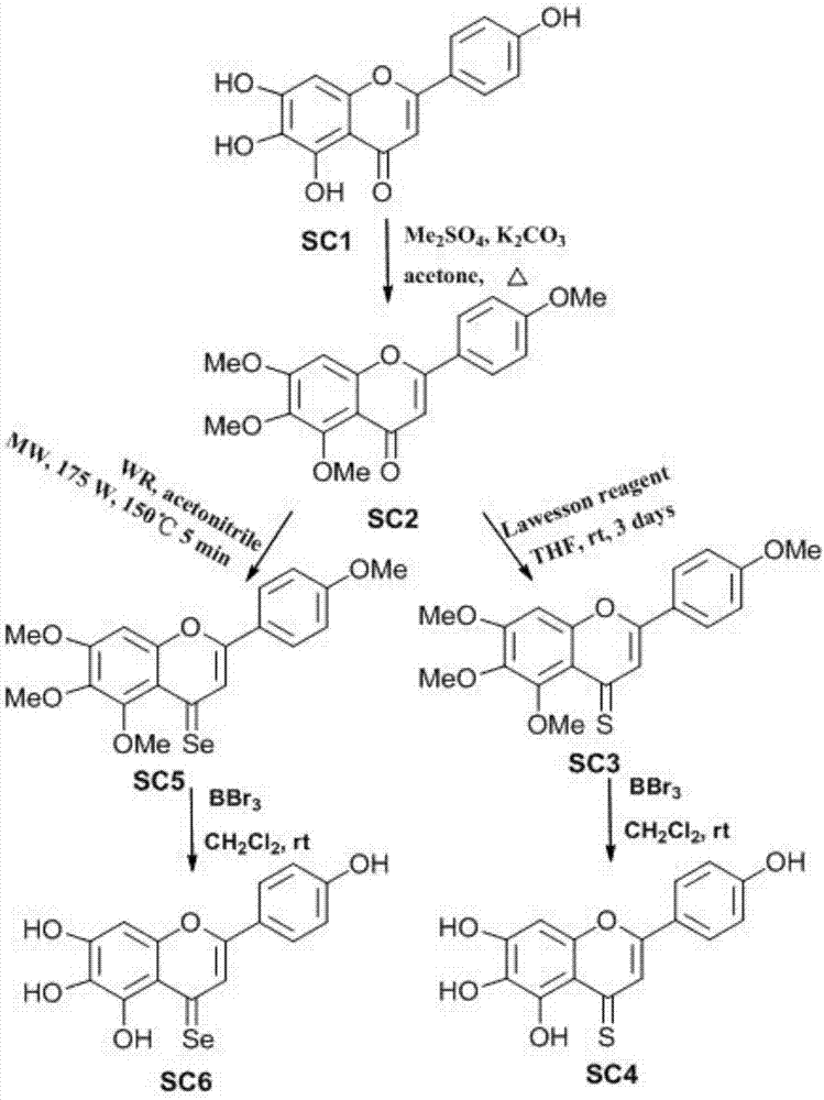 Application of scutellarin biotin-labeled probe and related PKM2 kinase inhibitor