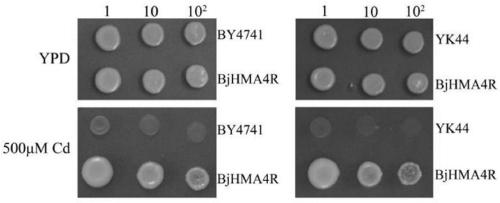 A heavy metal cadmium-specific binding protein gene BjHMA4R and encoding protein and application thereof