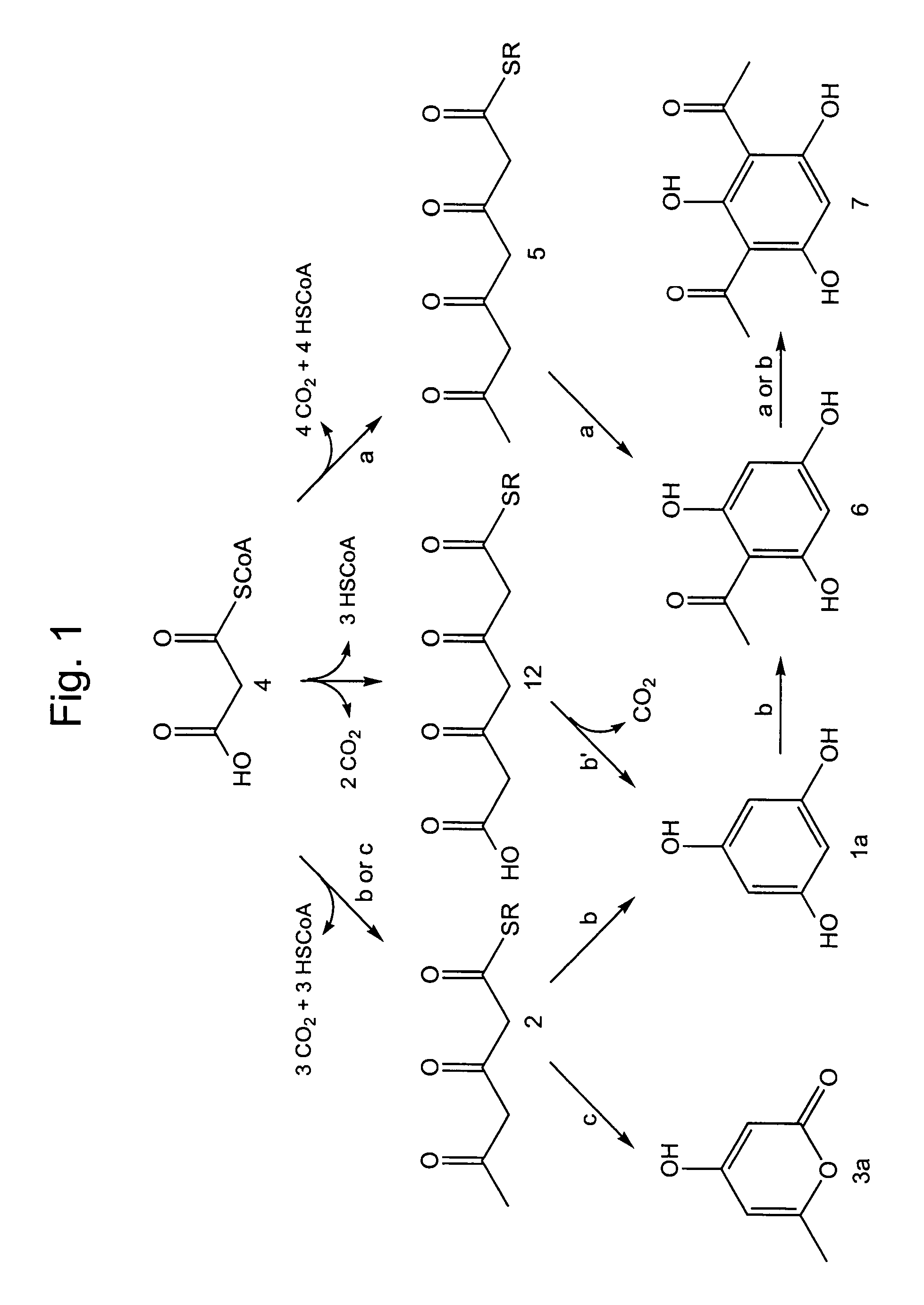Biosynthesis of phloroglucinol and preparation of 1,3-dihydroxybenzene therefrom
