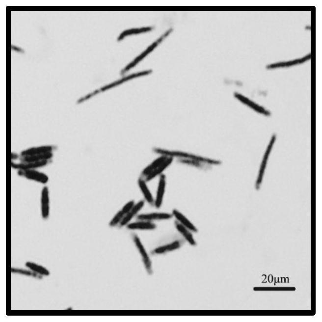 A Batavia bacillus by08 and its application