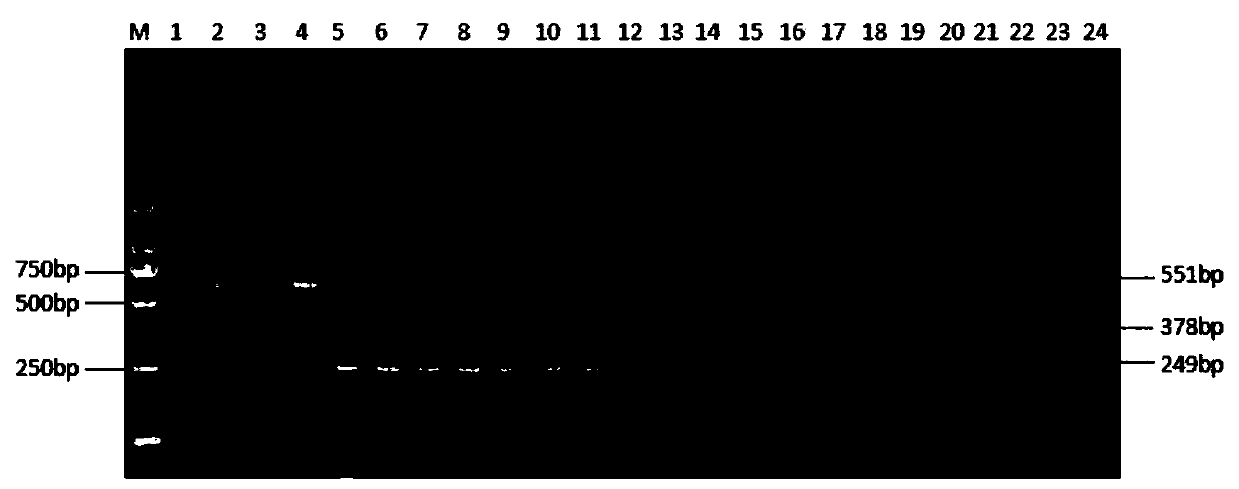 Triplex PCR detection primer group, kit and method for chicken parvovirus (ChPV) and H9 subtype avian influenza virus (AIV)