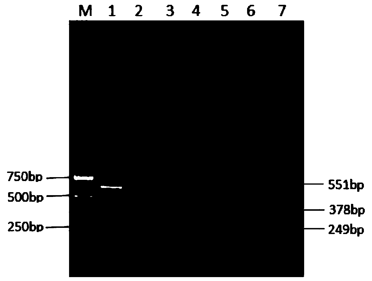 Triplex PCR detection primer group, kit and method for chicken parvovirus (ChPV) and H9 subtype avian influenza virus (AIV)