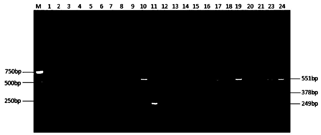 Triplex PCR detection primer group, kit and method for chicken parvovirus (ChPV) and H9 subtype avian influenza virus (AIV)