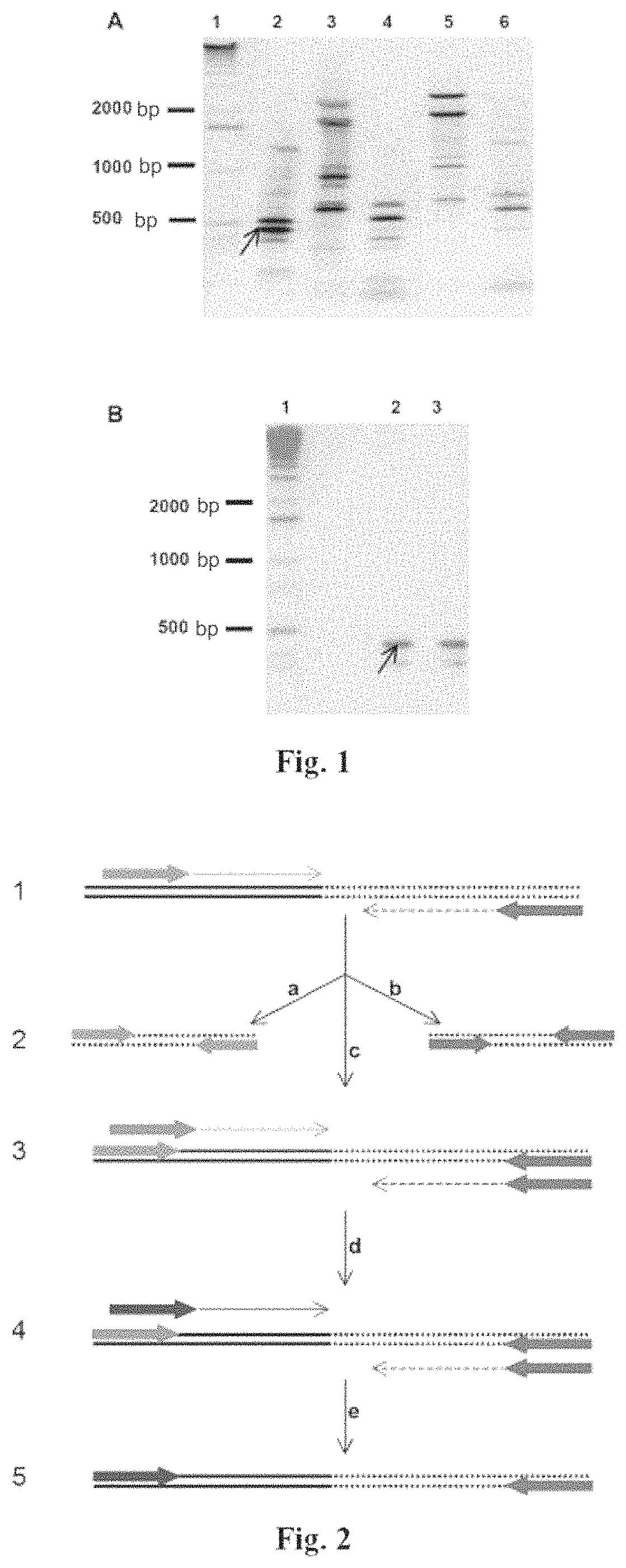 Genetic construct expressing insecticidal toxin and the method of using thereof