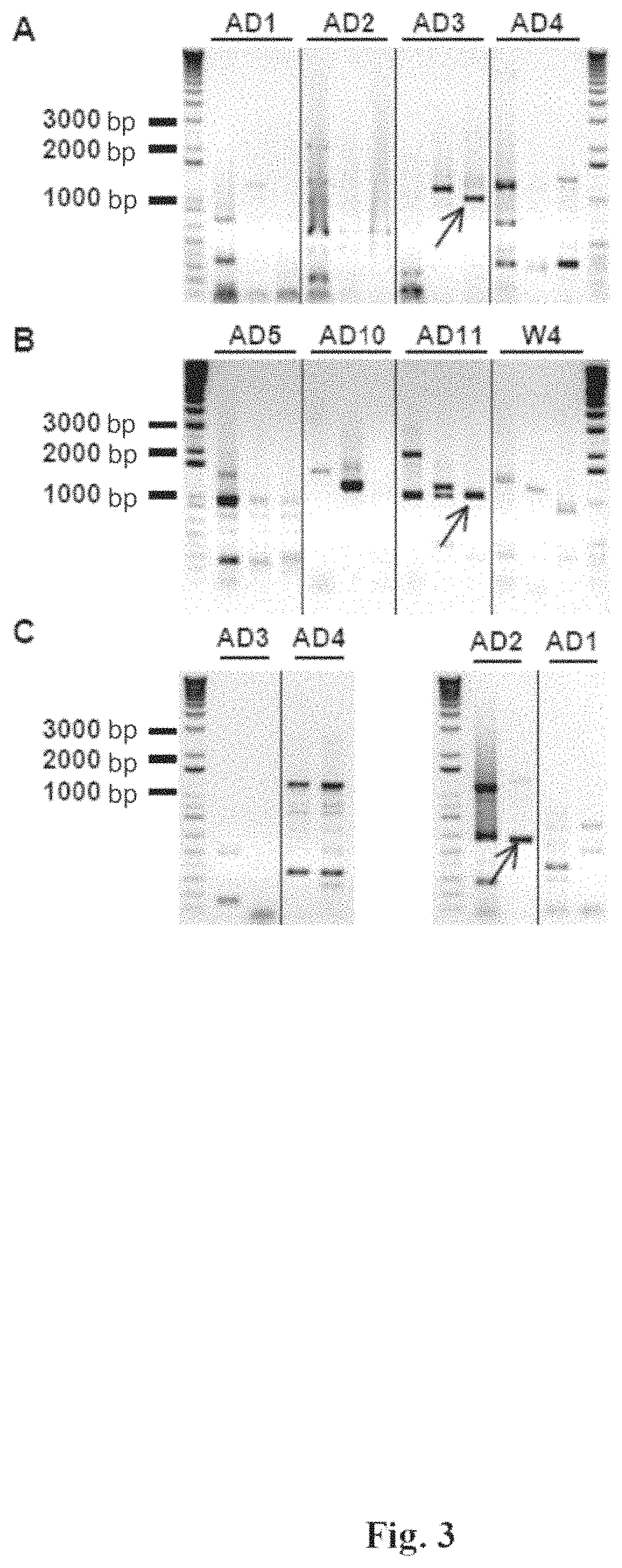 Genetic construct expressing insecticidal toxin and the method of using thereof