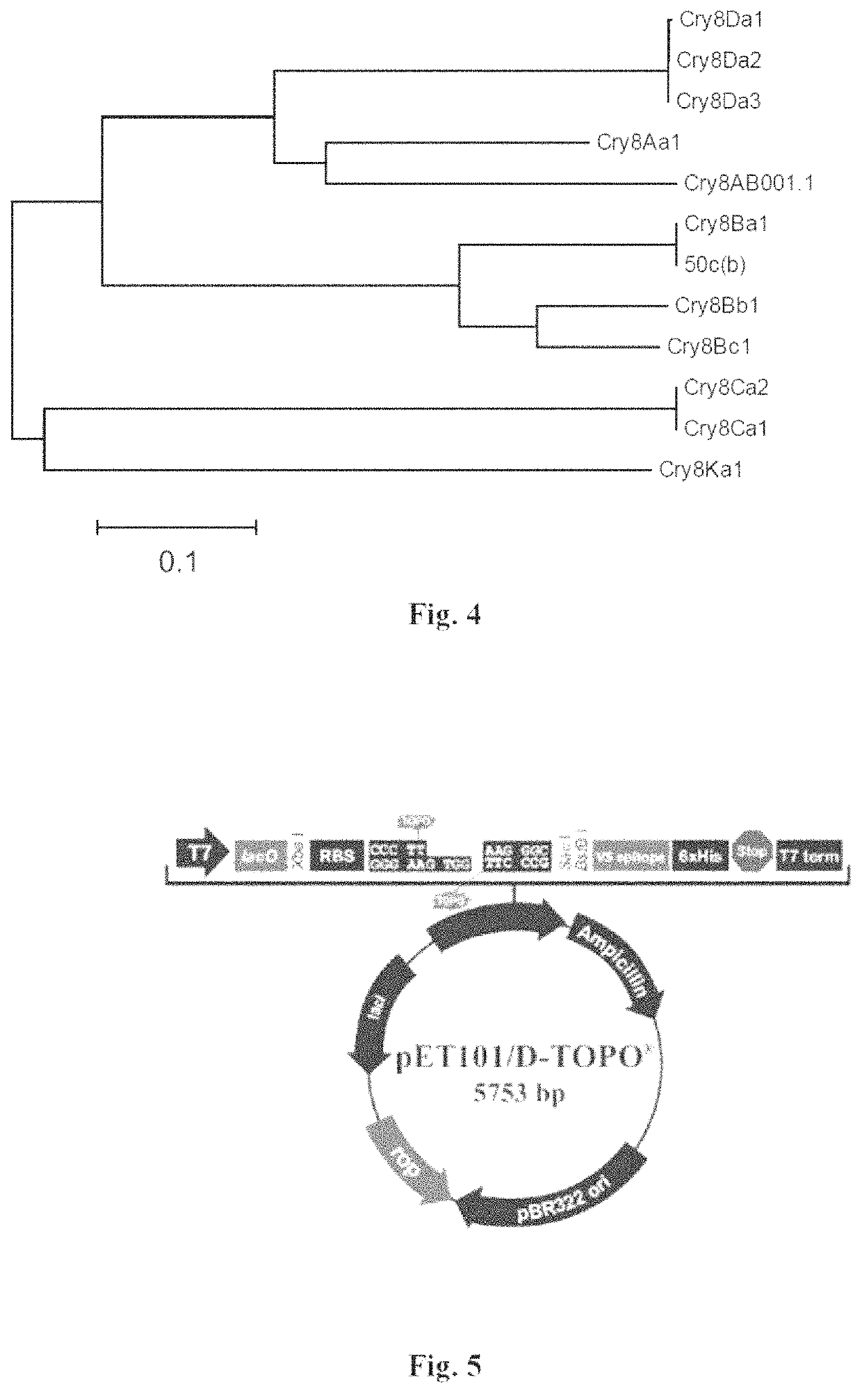 Genetic construct expressing insecticidal toxin and the method of using thereof