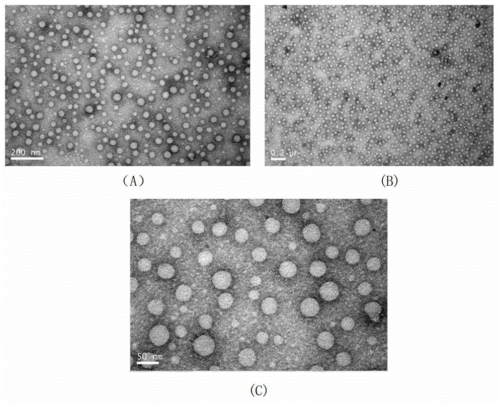 Hydrophobic-modified polyethyleneimine and application thereof as protein carrier