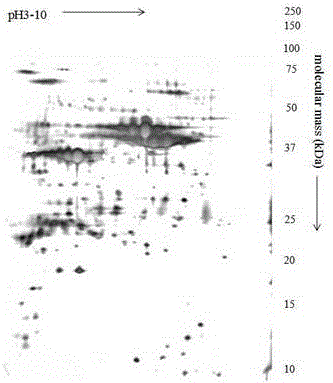 Method for extracting mycoplasma bovis biofilm total protein