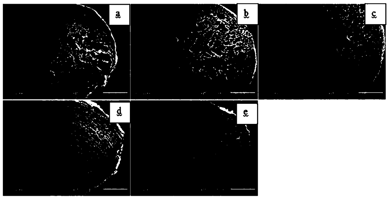 Porous fibroin spinal marrow scaffold with directional releasing function as well as preparation method, preparation mold and application thereof