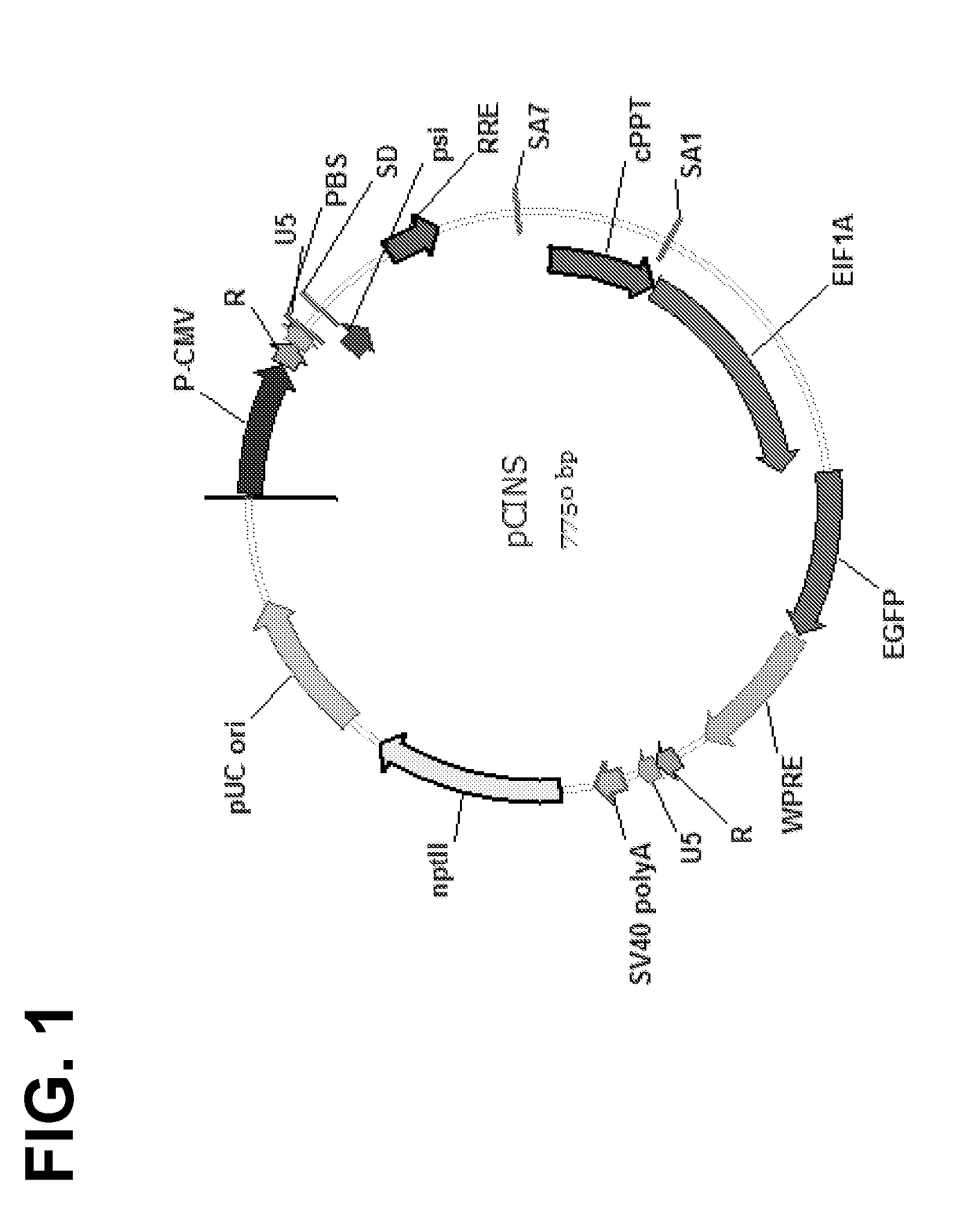 Optimized lentiviral transfer vectors and uses thereof